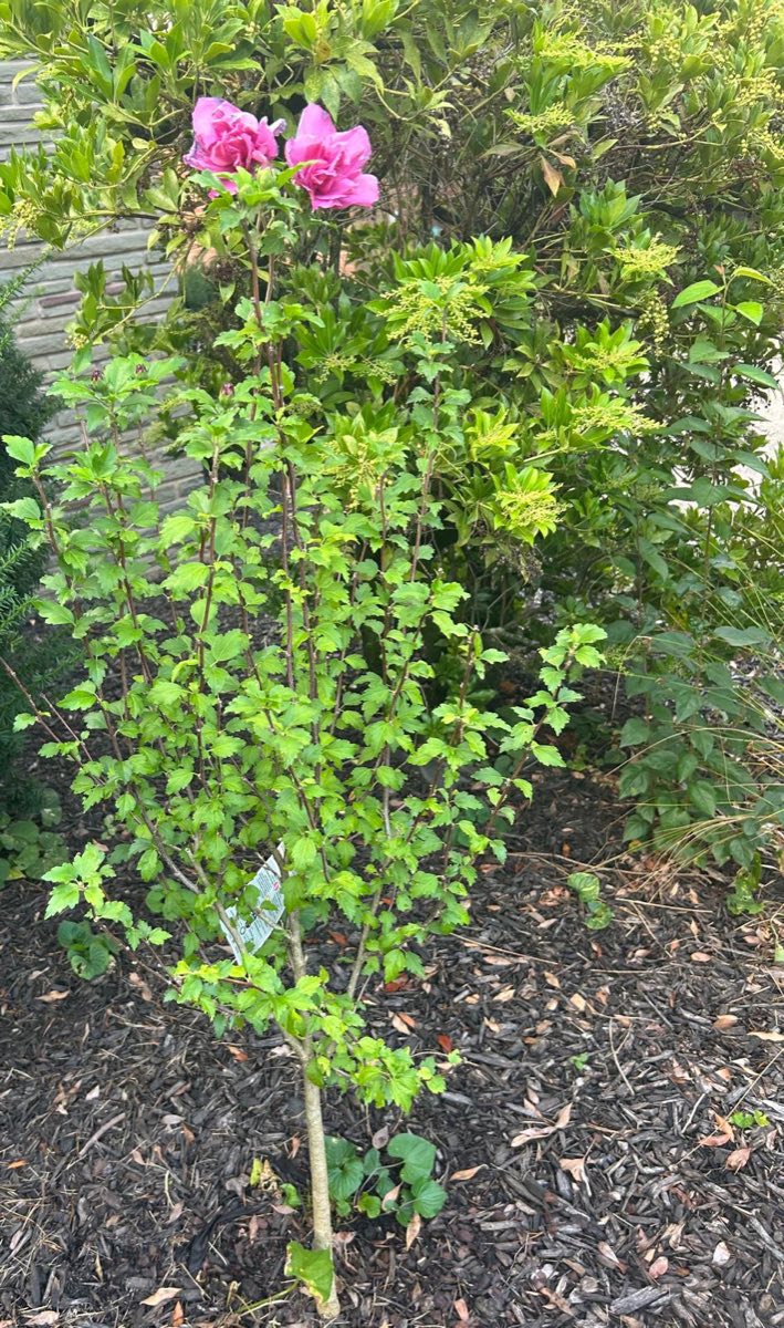 A young flowering shrub with pink blossoms growing in a mulched garden bed