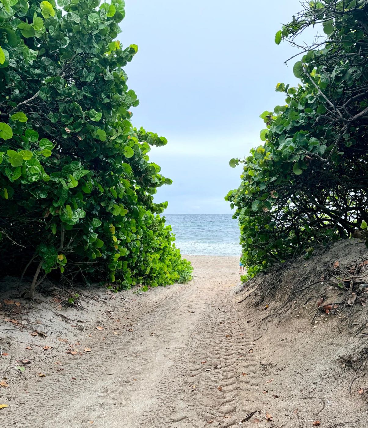 A sandy path between green trees opening onto the beach and ocean